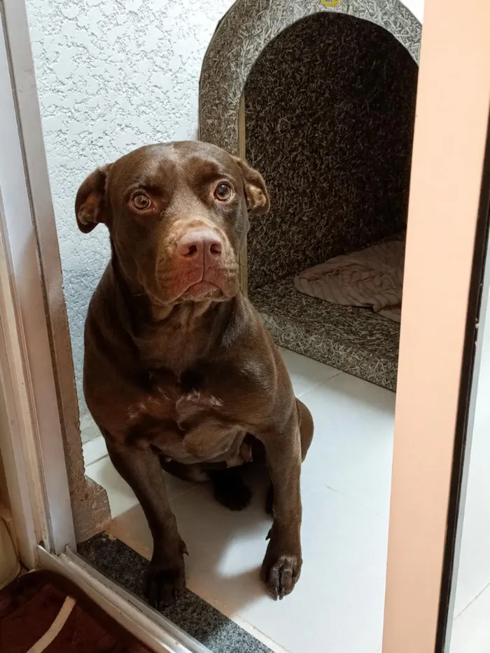 Cachorro raça Pit-Bull idade 2 anos nome kyara 