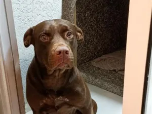 Cachorro raça Pit-Bull idade 2 anos nome kyara 