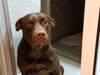 Cachorro raça Pit-Bull idade 2 anos nome kyara 