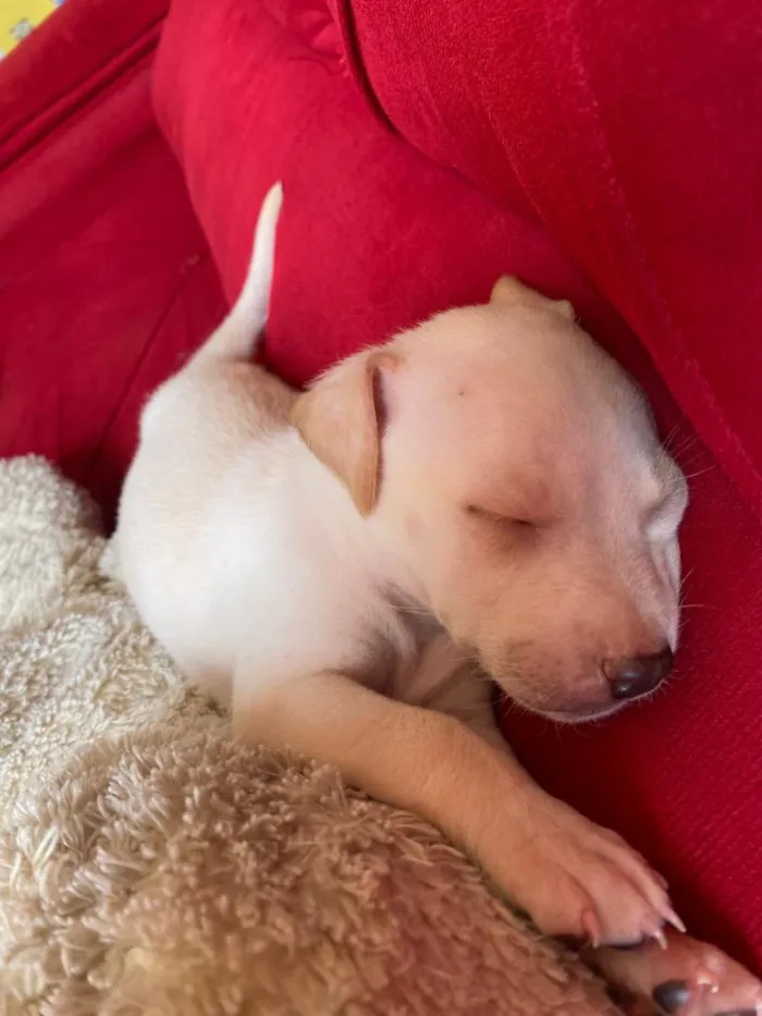 Cachorro raça Pit-Bull idade 2 a 6 meses nome Maylon 
