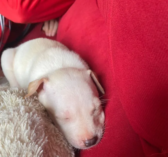 Cachorro raça Pit-Bull idade 2 a 6 meses nome Maylon 