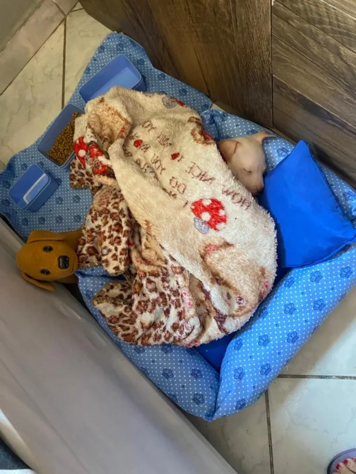 Cachorro raça Pit-Bull idade 2 a 6 meses nome Maylon 