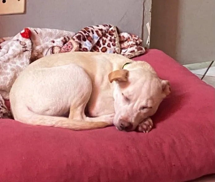 Cachorro raça Pit-Bull idade 2 a 6 meses nome Maylon 