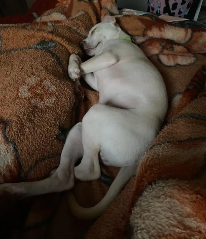 Cachorro raça Pit-Bull idade 2 a 6 meses nome Maylon 