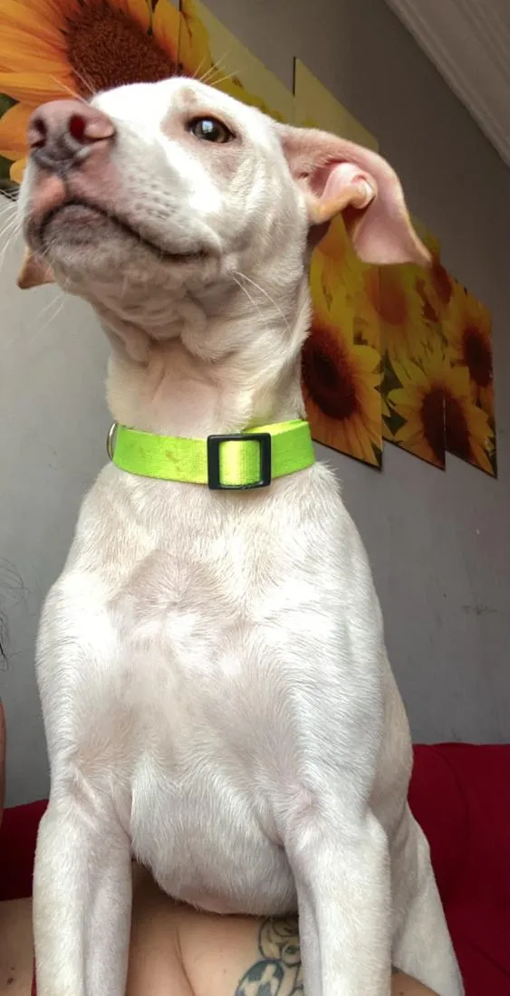Cachorro raça Pit-Bull idade 2 a 6 meses nome Maylon 