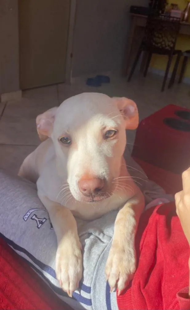 Cachorro raça Pit-Bull idade 2 a 6 meses nome Maylon 