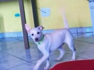 Cachorro raça Pit-Bull idade 2 a 6 meses nome Maylon 