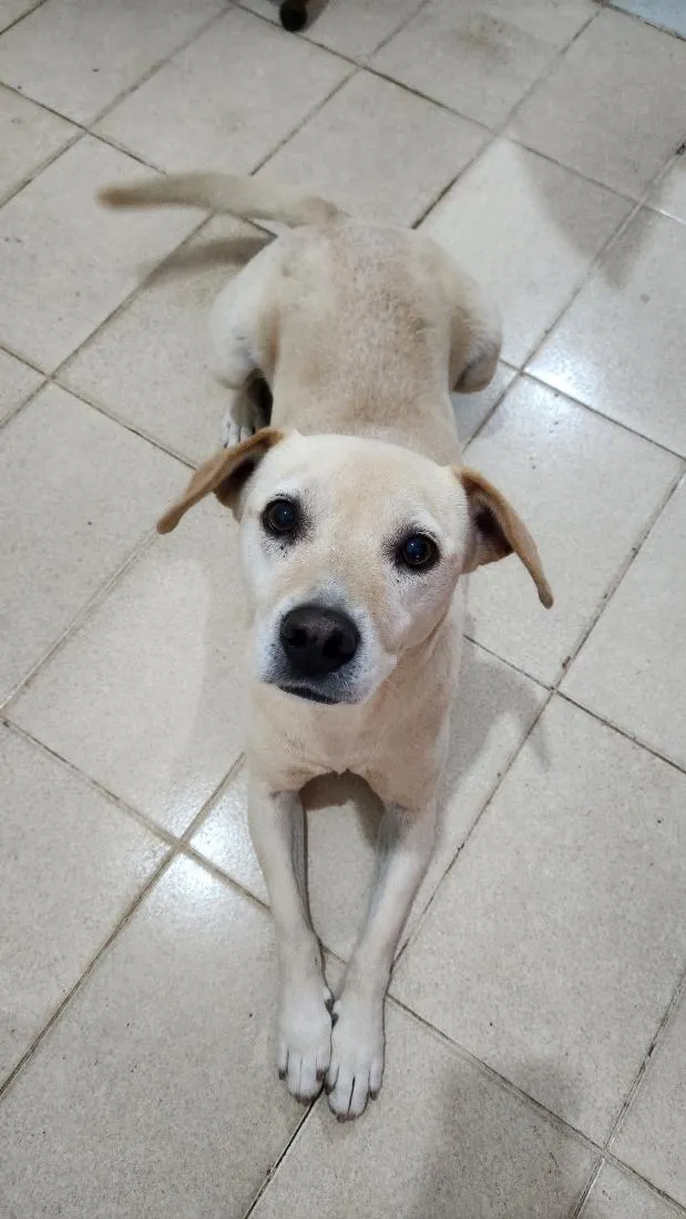 Cachorro raça SRD-ViraLata idade 6 ou mais anos nome Sky