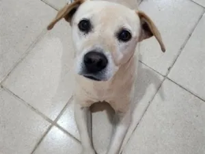 Cachorro raça SRD-ViraLata idade 6 ou mais anos nome Sky
