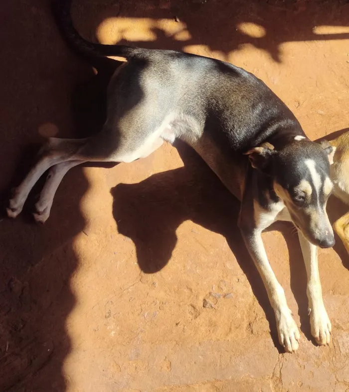 Cachorro raça SRD-ViraLata idade 1 ano nome Coquinho