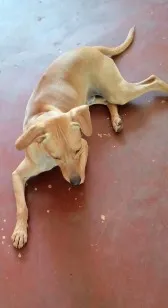 Cachorro raça SRD-ViraLata idade 1 ano nome BOB