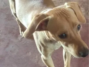 Cachorro raça SRD-ViraLata idade 1 ano nome BOB