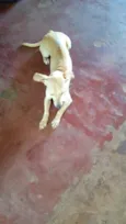 Coquinha