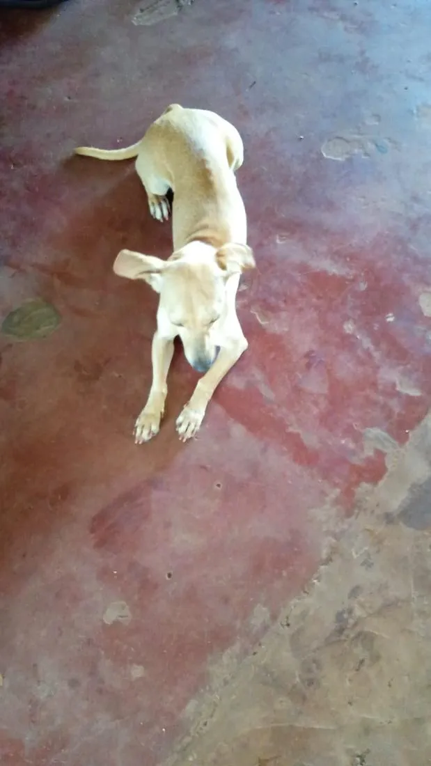 Cachorro raça SRD-ViraLata idade 3 anos nome Coquinha