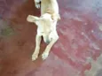 Coquinha