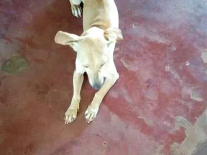 Cachorro raça SRD-ViraLata idade 3 anos nome Coquinha