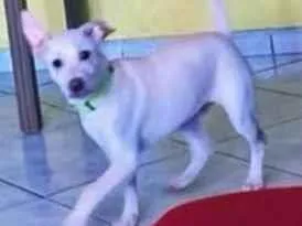 Cachorro raça Pit-Bull idade 2 a 6 meses nome Maylon 