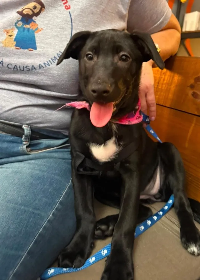 Cachorro raça SRD-ViraLata idade 2 a 6 meses nome Pretinha