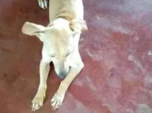 Cachorro raça SRD-ViraLata idade 3 anos nome Coquinha