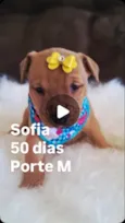 Sofia