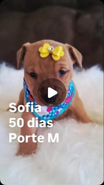 Cachorro raça SRD-ViraLata idade 2 a 6 meses nome Sofia
