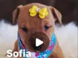 Sofia