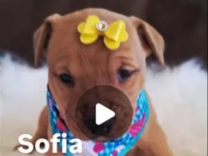Cachorro raça SRD-ViraLata idade 2 a 6 meses nome Sofia