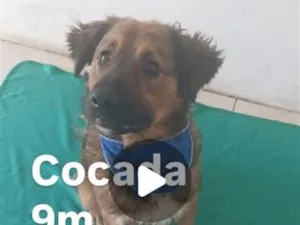 Cachorro raça SRD-ViraLata idade 7 a 11 meses nome Cocada
