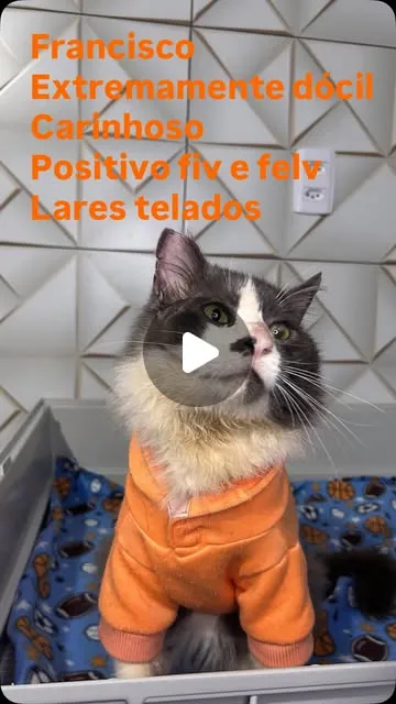 Gato raça SRD-ViraLata idade 2 anos nome Francisco