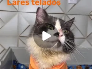 Gato raça SRD-ViraLata idade 2 anos nome Francisco