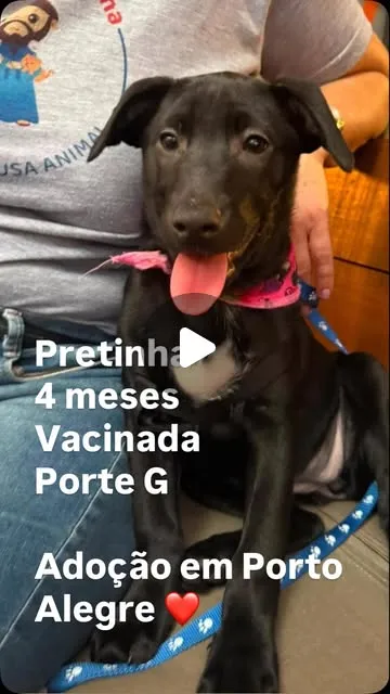 Cachorro raça SRD-ViraLata idade 2 a 6 meses nome Pretinha