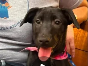 Cachorro raça SRD-ViraLata idade 2 a 6 meses nome Pretinha