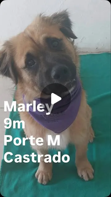 Cachorro raça SRD-ViraLata idade 7 a 11 meses nome Marley