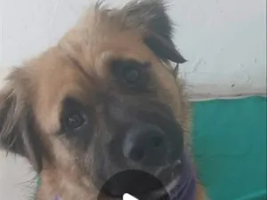 Cachorro raça SRD-ViraLata idade 7 a 11 meses nome Marley