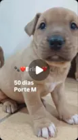 Brisa