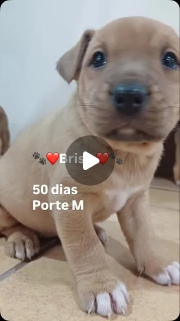 Cachorro raça SRD-ViraLata idade 2 a 6 meses nome Brisa
