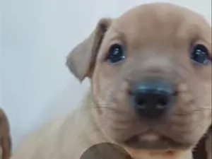 Cachorro raça SRD-ViraLata idade 2 a 6 meses nome Brisa