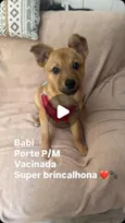 Babi