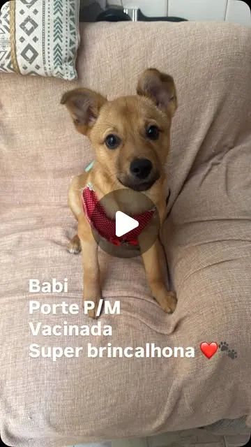 Cachorro raça SRD-ViraLata idade 2 a 6 meses nome Babi