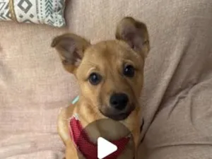 Cachorro raça SRD-ViraLata idade 2 a 6 meses nome Babi