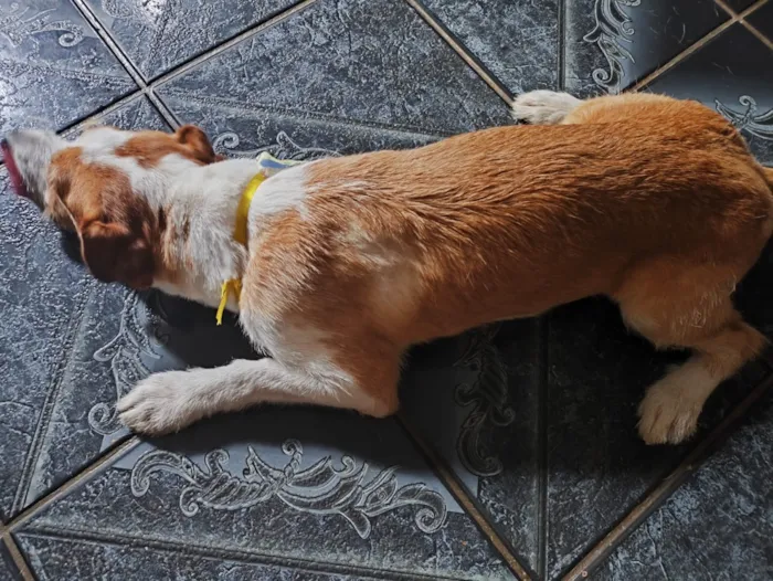 Cachorro raça SRD-ViraLata idade 3 anos nome Toquinho