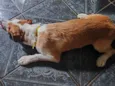 Toquinho