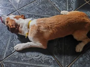 Cachorro raça SRD-ViraLata idade 3 anos nome Toquinho
