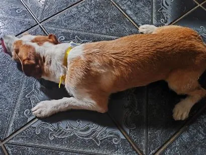 Cachorro raça SRD-ViraLata idade 3 anos nome Toquinho