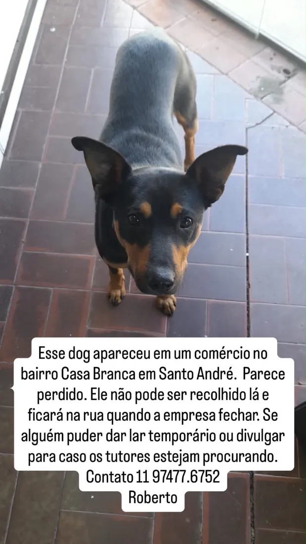 Cachorro raça SRD-ViraLata idade 3 anos nome Tobby