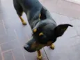 Tobby
