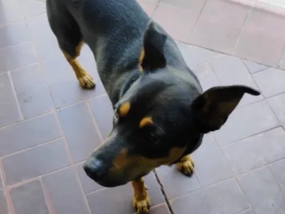 Cachorro raça SRD-ViraLata idade 3 anos nome Tobby