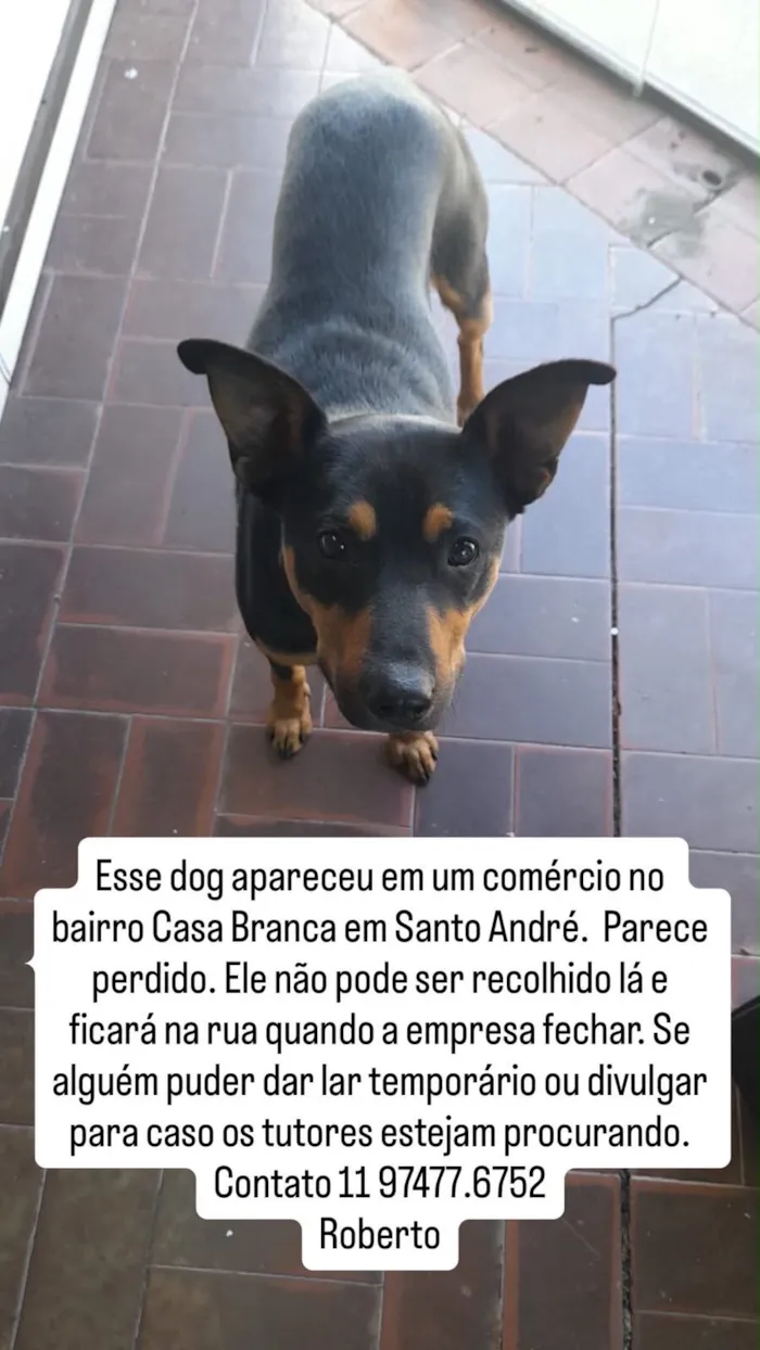 Cachorro raça SRD-ViraLata idade 3 anos nome Tobby