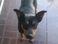 Tobby
