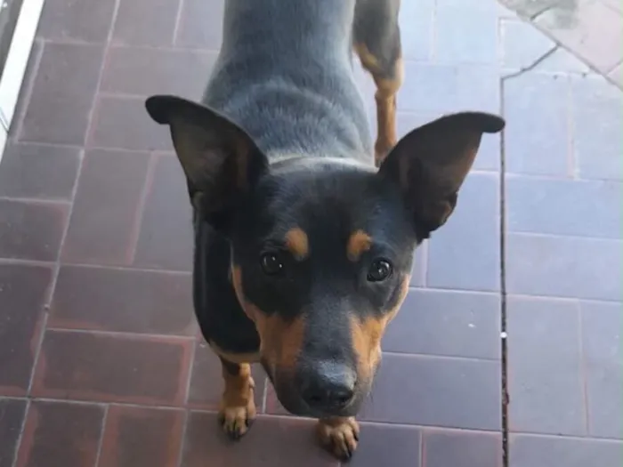 Cachorro raça SRD-ViraLata idade 3 anos nome Tobby